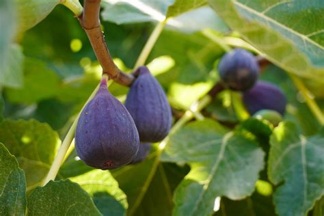 Ibrahim and the Mysterious Fig Tree: Unraveling the Ancient Wisdom of a Talking Fig!