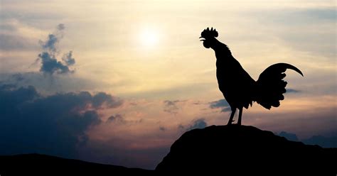  The Legend of the Black Rooster: A Tale about Fate, Courage, and Culinary Mishaps!