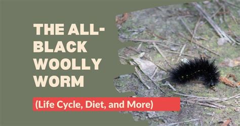  The Woolly Worm! Uma História Britânica de Frio, Sabedoria e Transformação